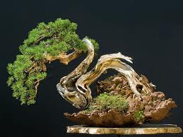 Bonsai, cay canh nghe thuat, cây cảnh nghệ thuật